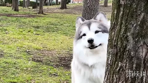 博洛尼亚豪取三连胜，客场能否再创辉煌？